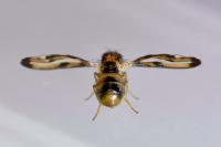 Toxoneura muliebris