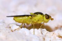 Chlorops
