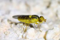 Chlorops