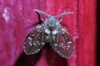 Clogmia albipunctata