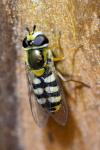 Eupeodes corollae