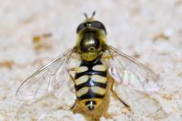 Eupeodes corollae
