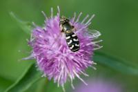 Scaeva pyrastri