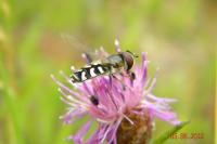 Scaeva pyrastri