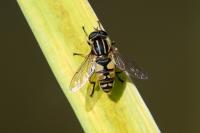 Helophilus pendulus