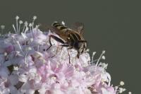 Helophilus pendulus