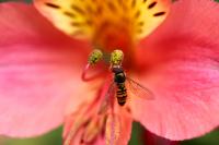 Episyrphus balteatus
