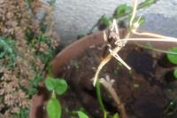 Clonopsis gallica