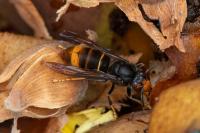 Vespa velutina