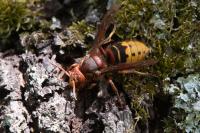 Vespa crabro