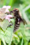 Xylocopa violacea