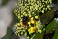 Osmia bicornis