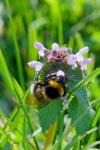 Bombus