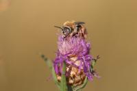 Tetralonia dentata