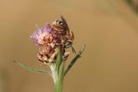Tetralonia dentata