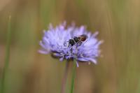 Hylaeus