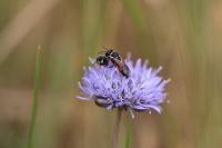Hylaeus