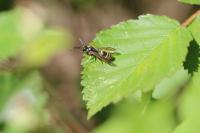 Odynerus