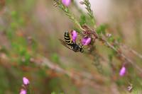 Bembix rostrata