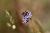 Anthophora bimaculata