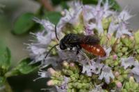 Sphecodes albilabris