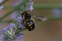 Anthidium