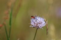 Sphecodes