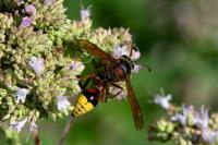 Delta unguiculatum