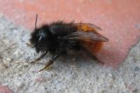 Osmia cornuta