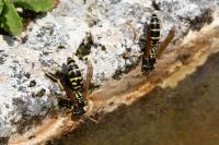 Polistes dominula