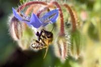 Apis mellifera