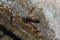 Polistes dominula