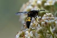 Scolia hirta