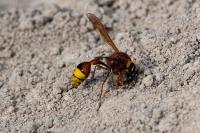 Delta unguiculatum