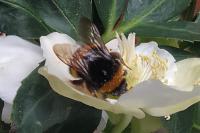 Bombus