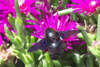 Xylocopa violacea
