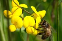 Apis mellifera
