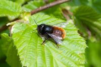 Osmia cornuta