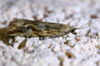 Bactra furfurana