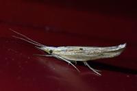 Ypsolopha nemorella
