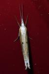 Ypsolopha nemorella
