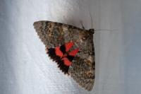 Catocala nupta