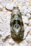 Gynnidomorpha alismana