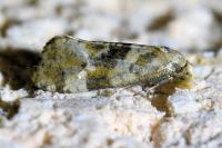 Gynnidomorpha alismana