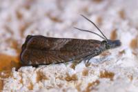 Dichrorampha acuminatana