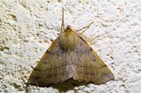 Colotois pennaria