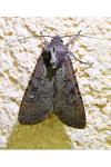 Peridroma saucia