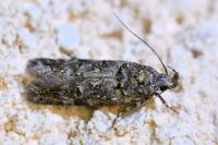 Teleiopsis diffinis