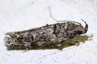 Teleiopsis diffinis