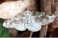 Agriopis leucophaearia